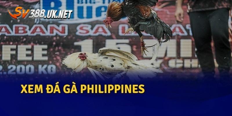 Đá Gà Philippines | Luật Chơi & 4 Bí Kíp Bắt Kèo Dễ Trúng Đá Gà Philippines | Luật Chơi & 4 Bí Kíp Bắt Kèo Dễ Trúng