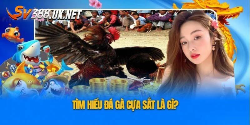 Đá Gà Cựa Sắt Campuchia - Các Trận Đấu Siêu Đẳng Cấp Đôi điều về hình thức đá gà cựa sắt Campuchia