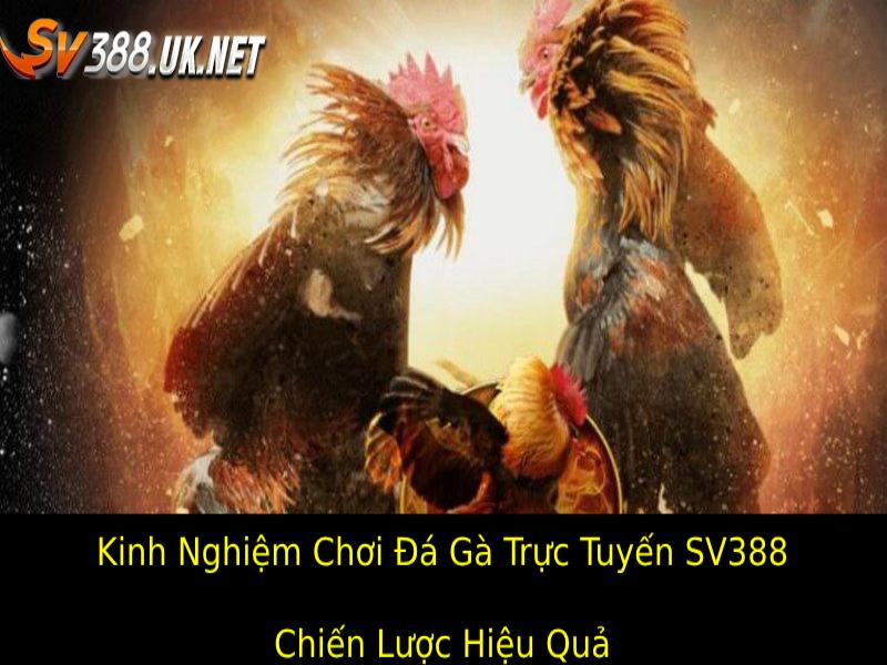 kinh nghiem choi da ga truc tuyen sv388 chien luoc