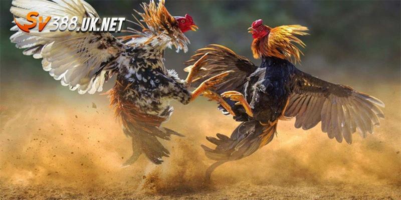 Đá Gà Philippines | Luật Chơi & 4 Bí Kíp Bắt Kèo Dễ Trúng Xác định kết quả chọi gà Philippines