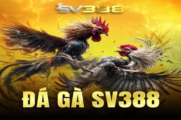 ảnh đá gà sv388
