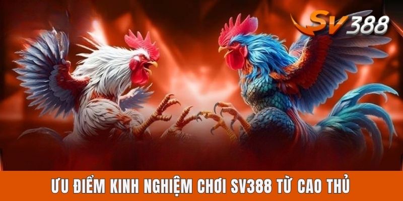Ưu điểm kinh nghiệm chơi Sv388 từ cao thủ